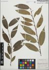 Foto von Salix fragilis L. x Salix pentandra L.